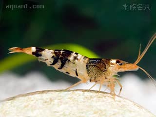 彩虹蜜蜂虾 Caridina logemanni 洛氏米虾[暂]  常见的黑色个体，其余部分为透明或者白色，常伴有黄色