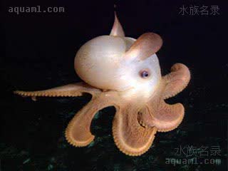 小飞象章鱼 Grimpoteuthis bathynectes 半深海烟灰蛸 成体 