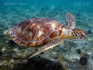 Chelonia Chelonia mydas