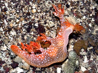 神龙海兔 Bornella stellifera 星纹二列鳃  侧视图