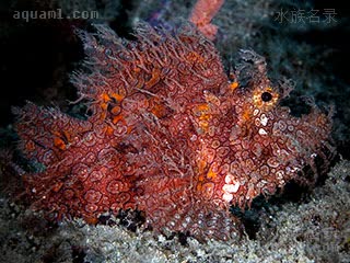 Rhinopias frondosa Rhinopias frondosa var.brown  (棕龙王鲉)