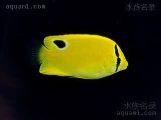 蓝嘴神仙 Apolemichthys trimaculatus 三点阿波鱼 幼鱼(1) 嘴为黄色，身体后部上方有一个黑色的伪眼，眼部黑带贯穿