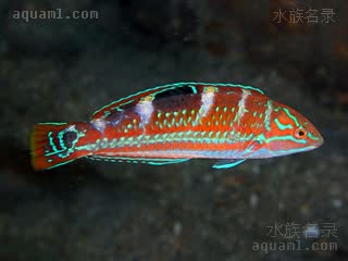 大西洋双印龙 Halichoeres radiatus 辐纹海猪鱼 亚成(1) 