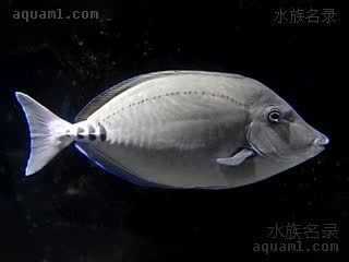 将军吊 Prionurus scalprum 三棘多板盾尾鱼 成鱼 