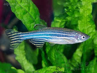 Danio rerio Danio rerio cv.'blueberry'  (蓝莓斑马)