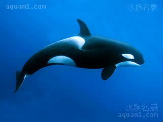 Mammalia Orcinus orca