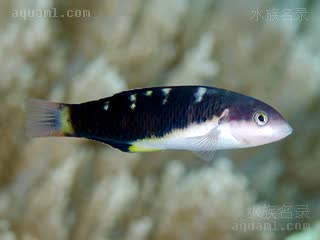 鞍背龙 Thalassoma jansenii 詹氏锦鱼 幼鱼 