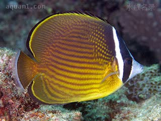 Chaetodon auripes 叉纹蝴蝶鱼