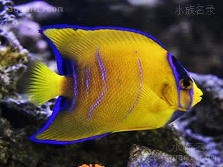 女王神仙 Holacanthus ciliaris 额斑刺蝶鱼 亚成 中后部的蓝色条纹逐渐消失