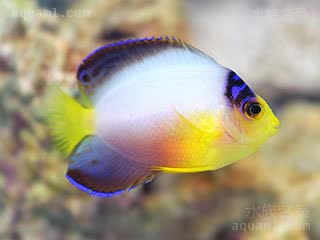 多彩仙 Centropyge multicolor 多彩刺尻鱼 幼鱼 幼鱼为白色，颜色更为鲜艳