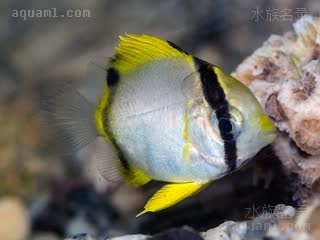 鳍斑蝶 Chaetodon ocellatus 鳍斑蝴蝶鱼 仔稚鱼(1) 