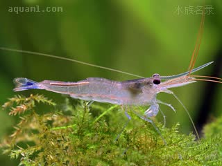 Caridina caerulea 蔚蓝米虾