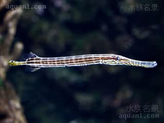  Aulostomus chinensis 中华管口鱼 幼鱼(2) 