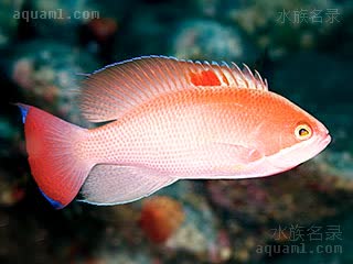 粉红海金鱼 Pseudanthias hypselosoma 高体拟花鮨 雄鱼 背鳍有一红斑，尾鳍尖端蓝色