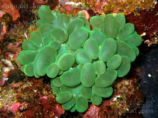Plerogyridae Plerogyra sinuosa