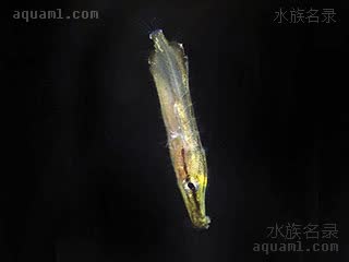 条纹刀片鱼 Aeoliscus strigatus 条纹鰕鱼 幼鱼(1) 