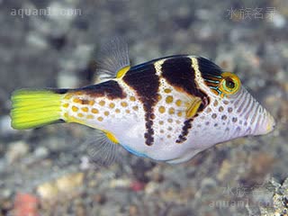 Tetraodontidae Canthigaster valentini