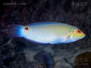 三斑海猪鱼 - 三斑黄花龙 Halichoeres trimaculatus