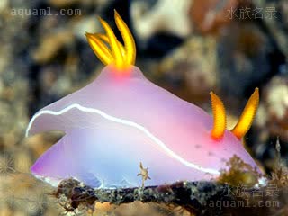 紫海牛 Hypselodoris bullocki 布氏高海牛 幼体(2) 