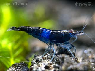 Neocaridina davidi Neocaridina davidi cv.'blue rili'  (蓝琉璃虾)