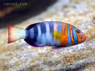 藩王 Choerodon fasciatus 七带猪齿鱼 成鱼 