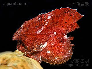 Taenianotus triacanthus Taenianotus triacanthus var.red  (红济公)