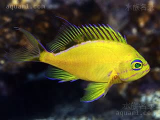 夏威夷深水宝石 Odontanthias fuscipinnis 棕鳍牙花鮨 成鱼 