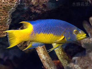 紫狐 Bodianus rufus 淡红普提鱼  体色可变，浅水时为黄色与蓝色，深水时为黄色与红色