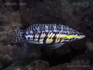 加州鳄 Serranus tigrinus 虎纹鮨  夜间体色