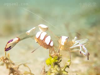  Ancylomenes magnificus 壮丽曲腰虾[暂]  抱卵状态