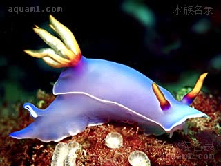 紫海牛 Hypselodoris bullocki 布氏高海牛  外鳃黄色，白边较窄的个体