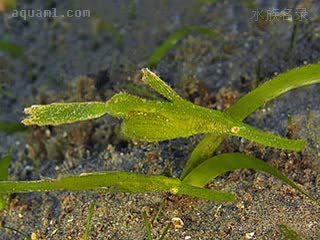 Solenostomidae Solenostomus armatus