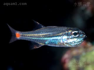 红点玫瑰 Ostorhinchus parvulus 小鹦天竺鲷 成鱼 