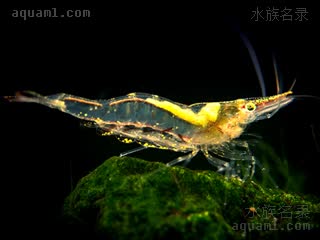 长额米虾 - 红戟枪虾 Caridina longirostris