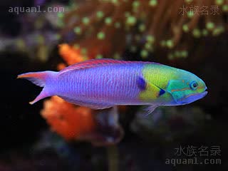 Thalassoma amblycephalum 钝头锦鱼