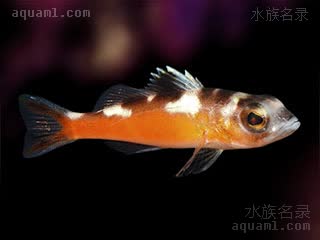 Serranus tabacarius 金鮨
