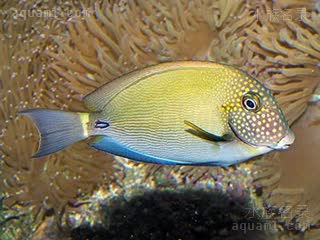 雀斑吊 Acanthurus maculiceps 斑头刺尾鱼 亚成(2) 尾部变暗