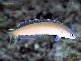 Hoplolatilus cuniculus 似弱棘鱼