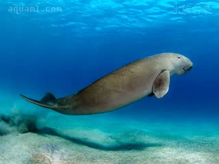 Mammalia Dugong dugon