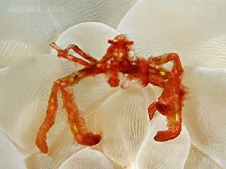Achaeus Achaeus japonicus