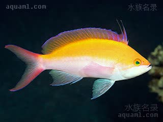 双色海金鱼 Pseudanthias bicolor 双色拟花鮨  第二三背鳍棘开始延长，是雌鱼向雄鱼转变的重要特征