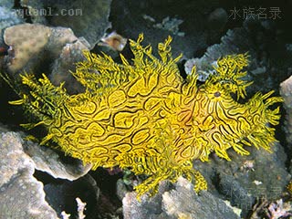 Rhinopias aphanes Rhinopias aphanes var.yellow  (黄带纹龙王鲉)