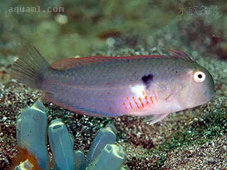 剃头龙 Iniistius pentadactylus 五指项鳍鱼 雌鱼 身上鳞偏多具橙红色小点，胸鳍下白色区域鳞片具橙红边缘