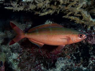 双带梅鲷 Pterocaesio digramma 双带鳞鳍梅鲷  夜间体色