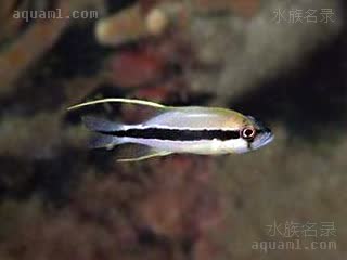 丽皇 Symphorichthys spilurus 长鳍笛鲷 幼鱼(1) 