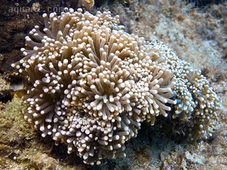 塔塔火柴珊瑚 Euphyllia cristata 联合真叶珊瑚[暂]  自然环境多簇