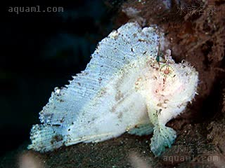 Taenianotus triacanthus Taenianotus triacanthus var.white  (白济公)