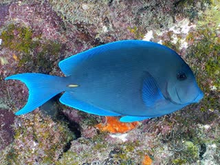 紫蓝吊 Acanthurus coeruleus 蓝刺尾鱼 成鱼(1) 鱼尾鳍呈月牙形，背鳍以及臀鳍末端呈钝尖状