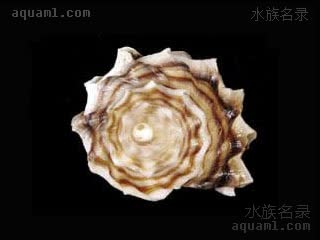 风车螺 Neptunea cumingii 香螺[暂]  顶部