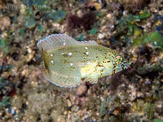 蓝点龙 Anampses caeruleopunctatus 荧斑阿南鱼 仔稚鱼(1) 